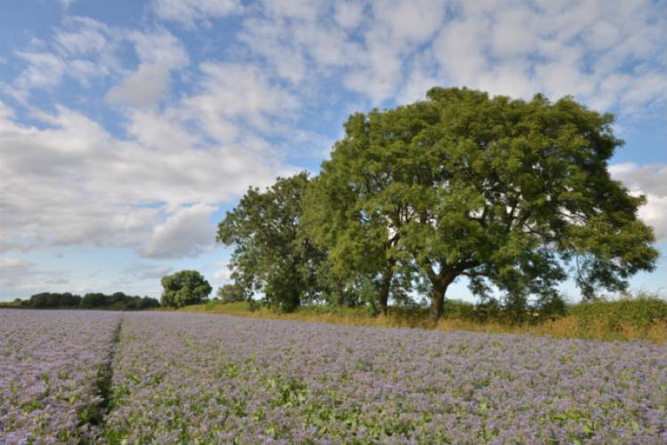 Bees meet Borage