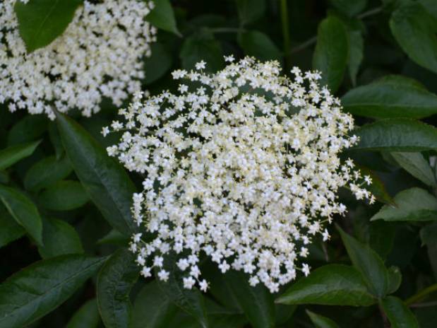 A family day out picking elderflowers!