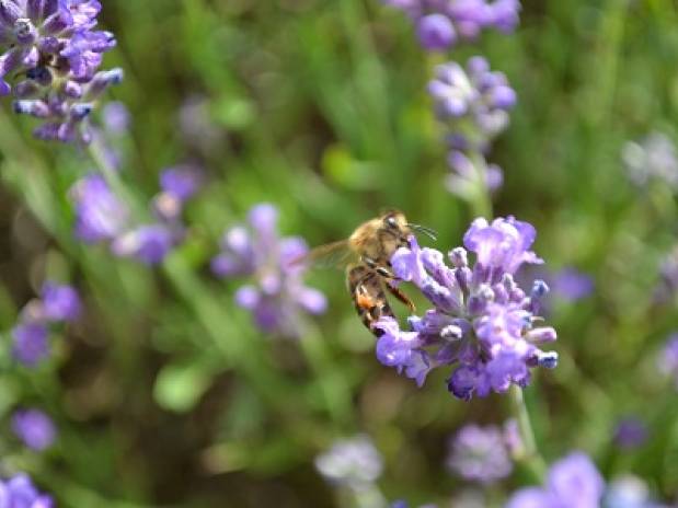 Be kind to bees