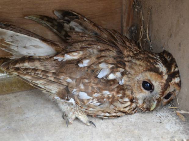 The tale of the injured Tawny owl