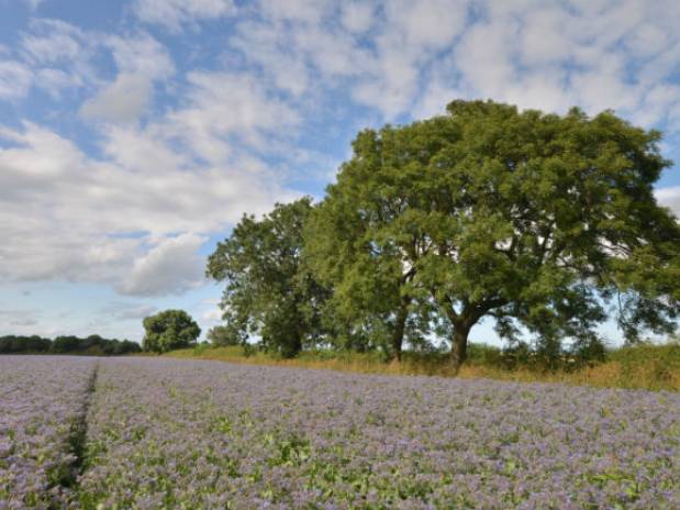 Bees meet Borage