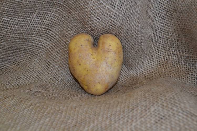 Five uses for spuds… that don’t involve eating them