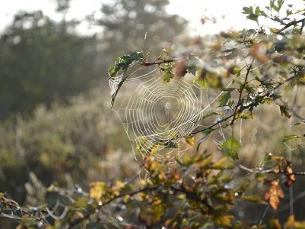 Spider invasion in time for Halloween