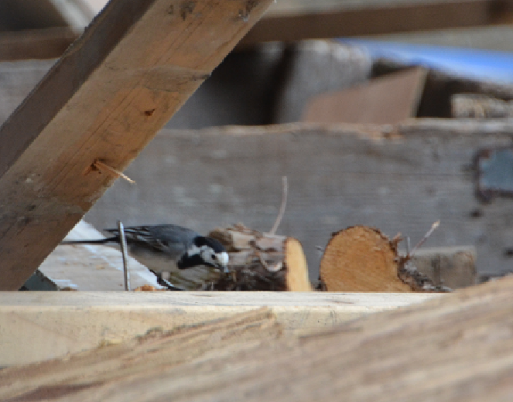 Willie Wagtails’ close shave