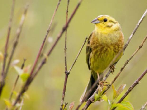 Spotting farmland birds