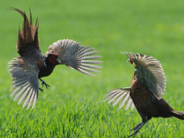 Pheasant spectacle…