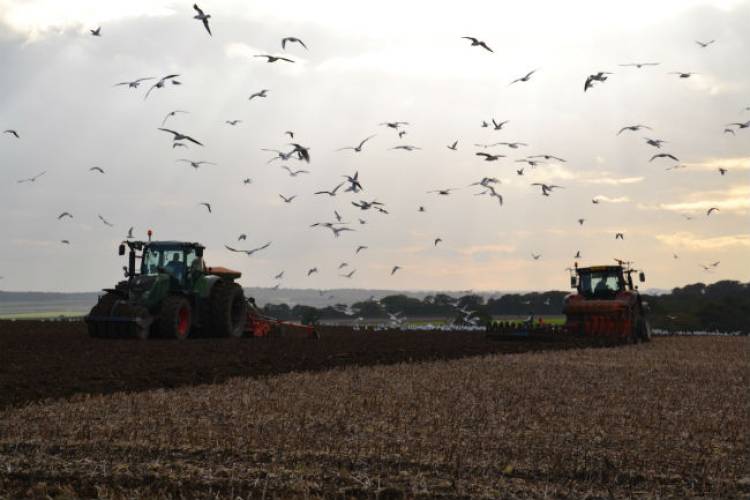 Gulls learn their place in the pecking order