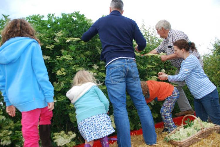 An annual family adventure towards the making of Elderflower Cordial