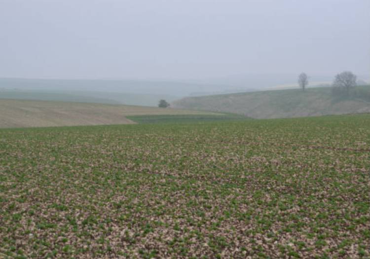 A misty walk on the farm