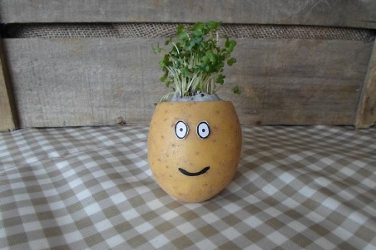 Potato cress head