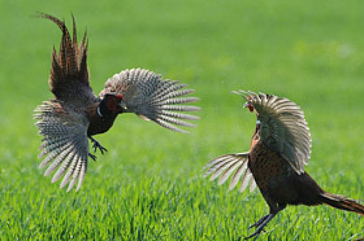 Pheasant spectacle…