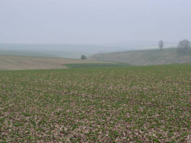 A misty walk on the farm