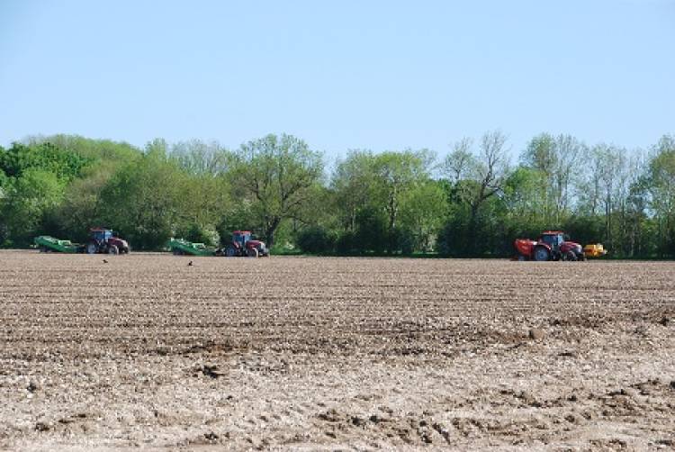 Potato planting