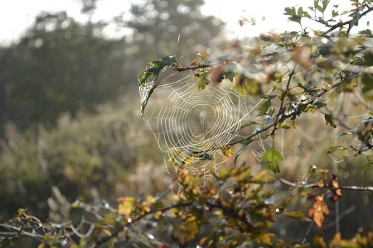 Spider invasion in time for Halloween