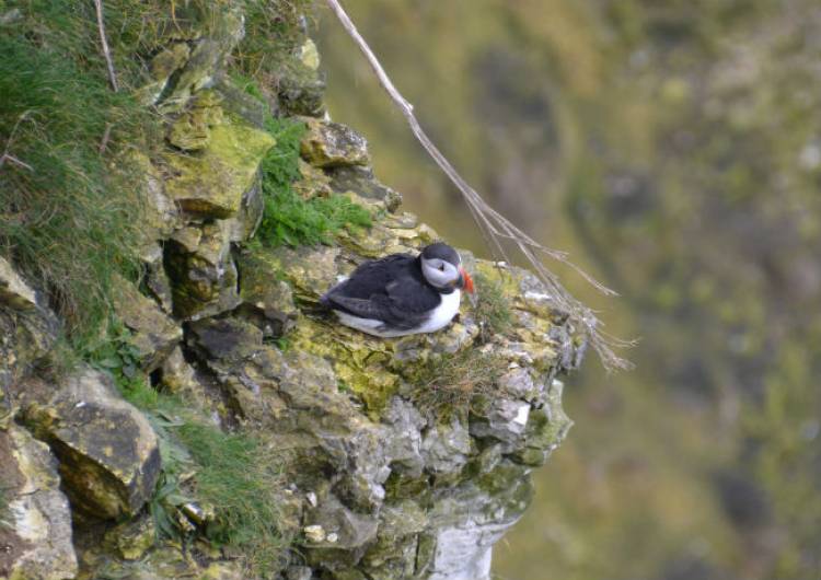 A trip to Bempton Cliffs