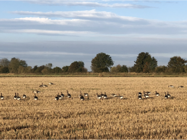 Wildlife on the Wolds