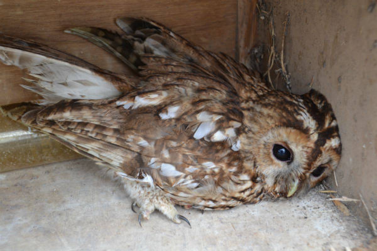 The tale of the injured Tawny owl