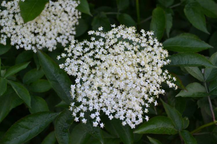 A family day out picking elderflowers!