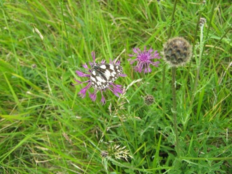 The Marbled White butterfly