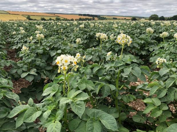 The UK Potato Market – A Farmer’s View – August 2018