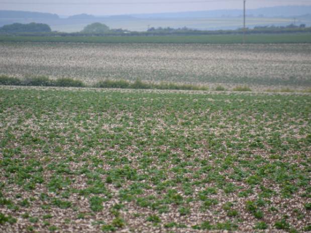 Slow growing spuds