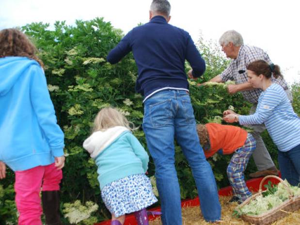 An annual family adventure towards the making of Elderflower Cordial