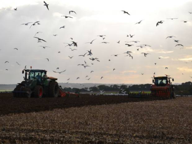 Gulls learn their place in the pecking order