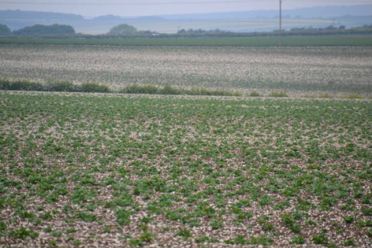 Slow growing spuds