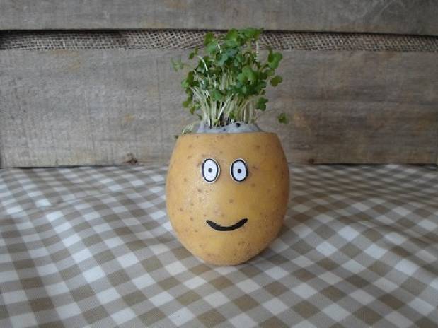 Potato cress head